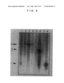 Human p51 Genes and Gene Products Thereof diagram and image