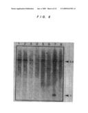 Human p51 Genes and Gene Products Thereof diagram and image