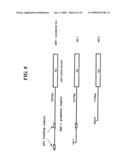 Human p51 Genes and Gene Products Thereof diagram and image