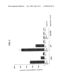 Human p51 Genes and Gene Products Thereof diagram and image