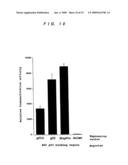 Human p51 Genes and Gene Products Thereof diagram and image