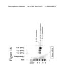 INTERLEUKIN-17F ANTIBODIES AND OTHER IL-17F SIGNALING ANTAGONISTS AND USES THEREFOR diagram and image