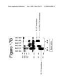 INTERLEUKIN-17F ANTIBODIES AND OTHER IL-17F SIGNALING ANTAGONISTS AND USES THEREFOR diagram and image