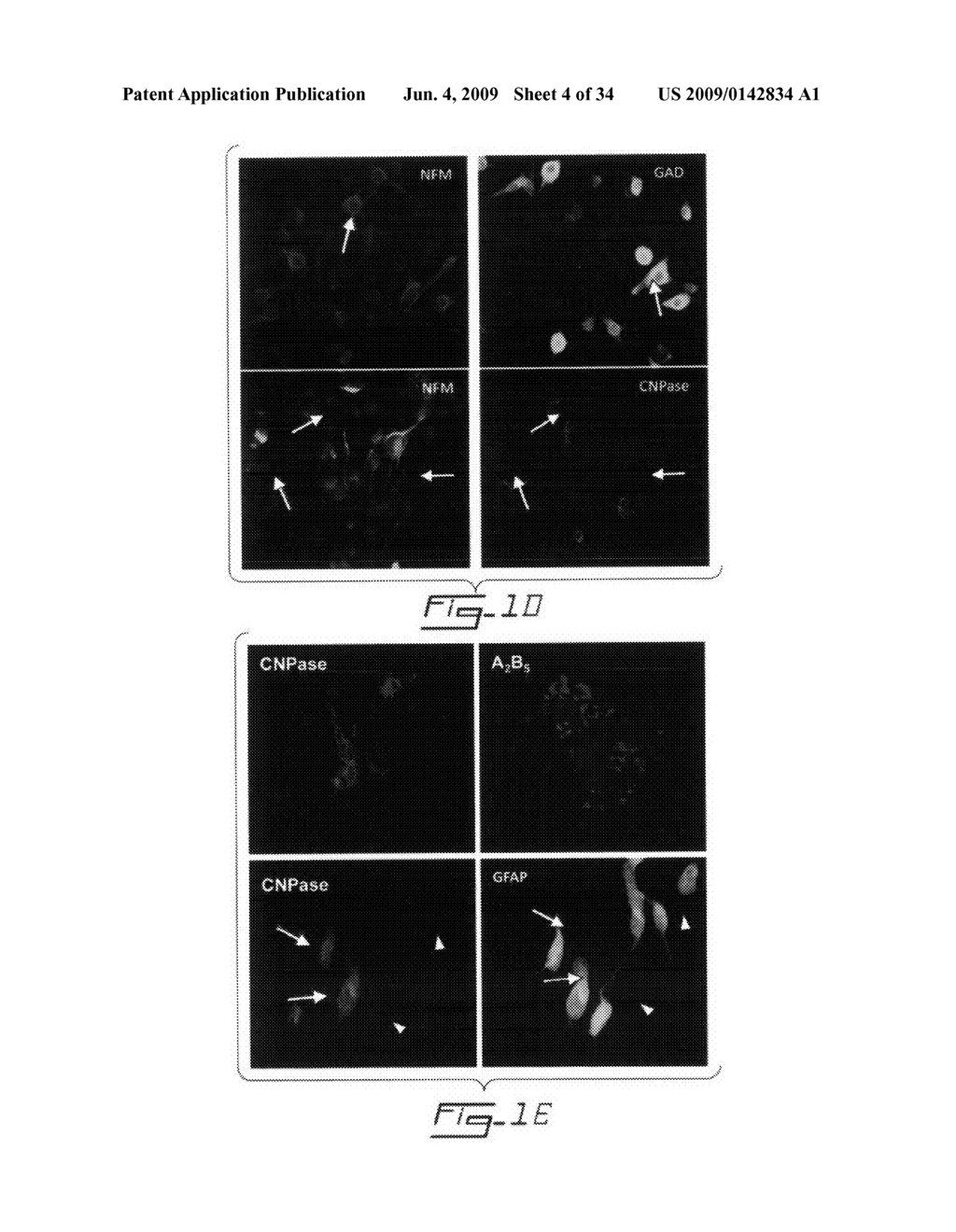 Multipotent stem cells from peripheral tissues and uses thereof - diagram, schematic, and image 05