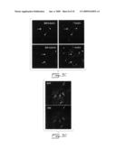 Multipotent stem cells from peripheral tissues and uses thereof diagram and image