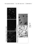 Multipotent stem cells from peripheral tissues and uses thereof diagram and image