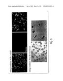 Multipotent stem cells from peripheral tissues and uses thereof diagram and image