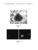 Multipotent stem cells from peripheral tissues and uses thereof diagram and image