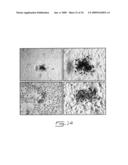 Multipotent stem cells from peripheral tissues and uses thereof diagram and image