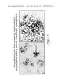 Multipotent stem cells from peripheral tissues and uses thereof diagram and image