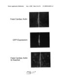 Multipotent stem cells from peripheral tissues and uses thereof diagram and image