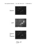 Multipotent stem cells from peripheral tissues and uses thereof diagram and image