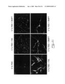 Multipotent stem cells from peripheral tissues and uses thereof diagram and image