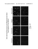 Multipotent stem cells from peripheral tissues and uses thereof diagram and image