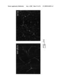 Multipotent stem cells from peripheral tissues and uses thereof diagram and image