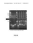 MICROARRAY SYSTEM WITH IMPROVED SEQUENCE SPECIFICITY diagram and image