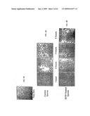 Antimicrobial Nanoemulsion Compositions and Methods diagram and image