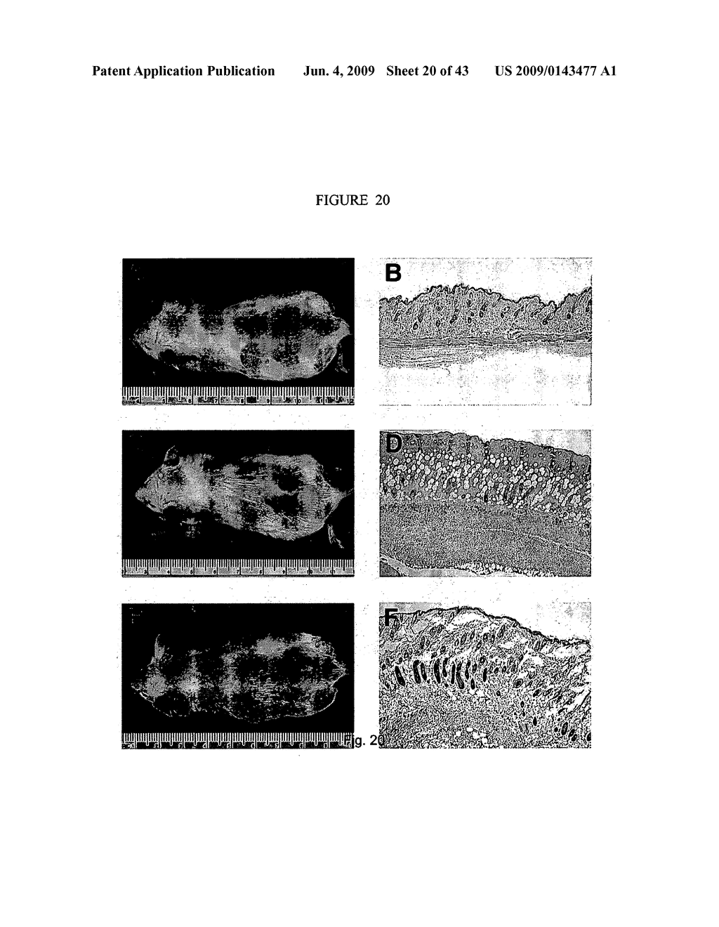 Antimicrobial Nanoemulsion Compositions and Methods - diagram, schematic, and image 21