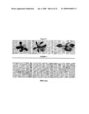 GTP Binding Stress-Related Proteins and Methods of Use in Plants diagram and image