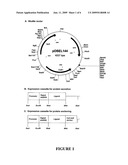 LACTOBACILLI EXPRESSING BIOLOGICALLY ACTIVE POLYPEPTIDES AND USES THEREOF diagram and image