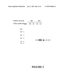 LACTOBACILLI EXPRESSING BIOLOGICALLY ACTIVE POLYPEPTIDES AND USES THEREOF diagram and image