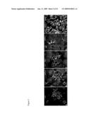 COMPOSITIONS COMPRISING VASCULAR AND MYOCYTE PROGENITOR CELLS AND METHODS OF THEIR USE diagram and image