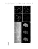 COMPOSITIONS COMPRISING VASCULAR AND MYOCYTE PROGENITOR CELLS AND METHODS OF THEIR USE diagram and image