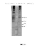 IDENTIFICATION OF PROTECTIVE ANTIGENIC DETERMINANTS OF PORCINE REPRODUCTIVE AND RESPIRATORY SYNDROME VIRUS AND USES THEREOF diagram and image