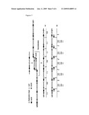 Method for Gene Amplification diagram and image