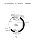 OPTIMIZED MESSENGER RNA diagram and image