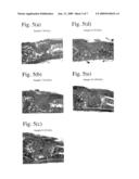 POROUS BODY COMPRISING APATITE/COLLAGEN COMPOSITE FIBERS AND ITS PRODUCTION METHOD diagram and image