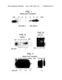 Animal Model Having a Chimeric Human Liver and Susceptible to Human Hepatitis C Virus Infection diagram and image