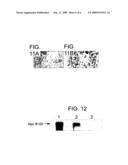 Animal Model Having a Chimeric Human Liver and Susceptible to Human Hepatitis C Virus Infection diagram and image