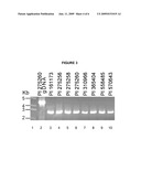 LATE BLIGHT RESISTANCE GENE FROM WILD POTATO diagram and image