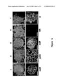 COMPOSITIONS AND METHODS FOR GROWTH OF EMBRYONIC STEM CELLS diagram and image