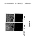 COMPOSITIONS AND METHODS FOR GROWTH OF EMBRYONIC STEM CELLS diagram and image