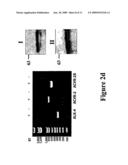 COMPOSITIONS AND METHODS FOR GROWTH OF EMBRYONIC STEM CELLS diagram and image