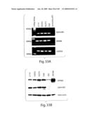 Polypeptide compounds for inhibiting angiogenesis and tumor growth diagram and image