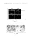 Polypeptide compounds for inhibiting angiogenesis and tumor growth diagram and image