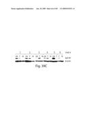 Polypeptide compounds for inhibiting angiogenesis and tumor growth diagram and image