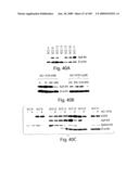 Polypeptide compounds for inhibiting angiogenesis and tumor growth diagram and image