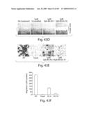 Polypeptide compounds for inhibiting angiogenesis and tumor growth diagram and image