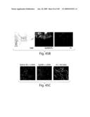 Polypeptide compounds for inhibiting angiogenesis and tumor growth diagram and image