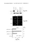 Polypeptide compounds for inhibiting angiogenesis and tumor growth diagram and image