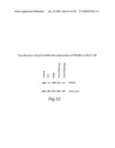 Polypeptide compounds for inhibiting angiogenesis and tumor growth diagram and image