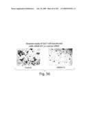 Polypeptide compounds for inhibiting angiogenesis and tumor growth diagram and image