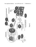 METHOD OF INCREASING IMMUNOLOGICAL EFFECT diagram and image