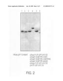 Method for detecting nanbv associated seroconversion diagram and image