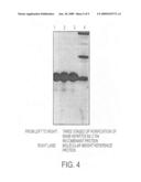 Method for detecting nanbv associated seroconversion diagram and image