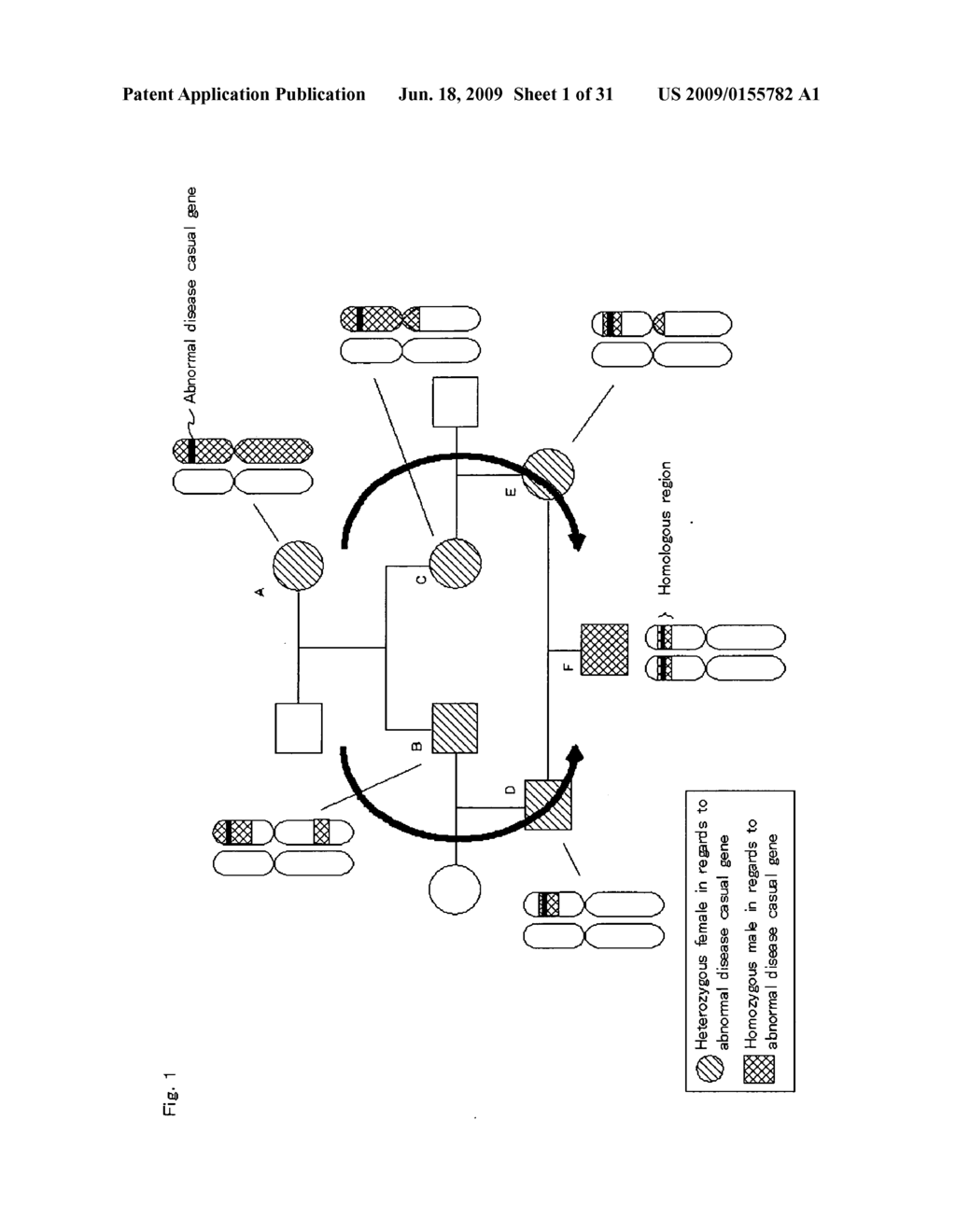 Homoeologous Region Determining Method by Homo Junction Fingerprint Method, Homoeologous Region Determining Device, and Gene Screening Method - diagram, schematic, and image 02
